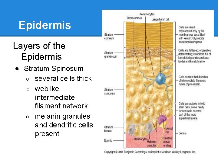 Epidermis Layers of the Epidermis ● Stratum Spinosum ○ several cells thick ○ weblike