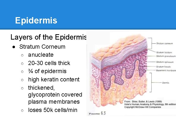 Epidermis Layers of the Epidermis ● Stratum Corneum ○ anucleate ○ 20 -30 cells