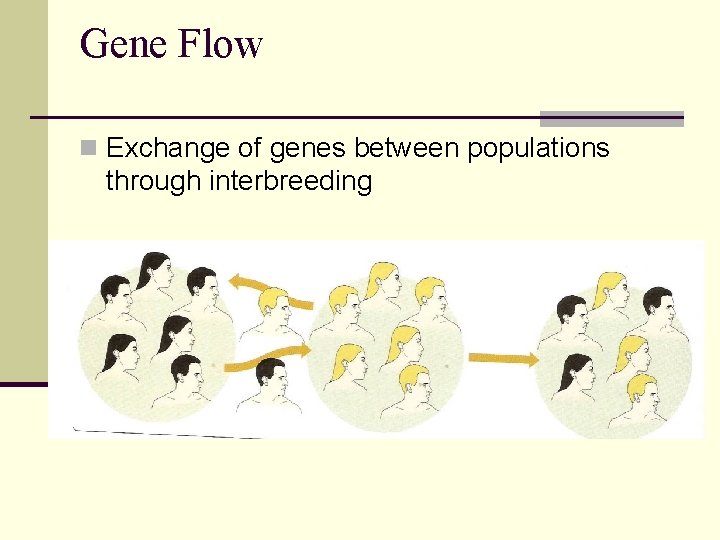 Gene Flow n Exchange of genes between populations through interbreeding 