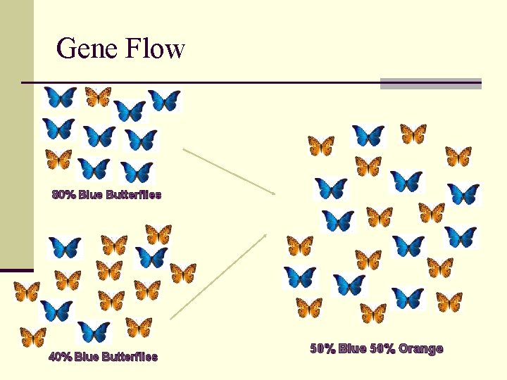 Gene Flow 80% Blue Butterflies 40% Blue Butterflies 50% Blue 50% Orange 