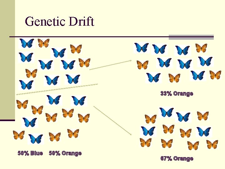 Genetic Drift 33% Orange 50% Blue 50% Orange 67% Orange 