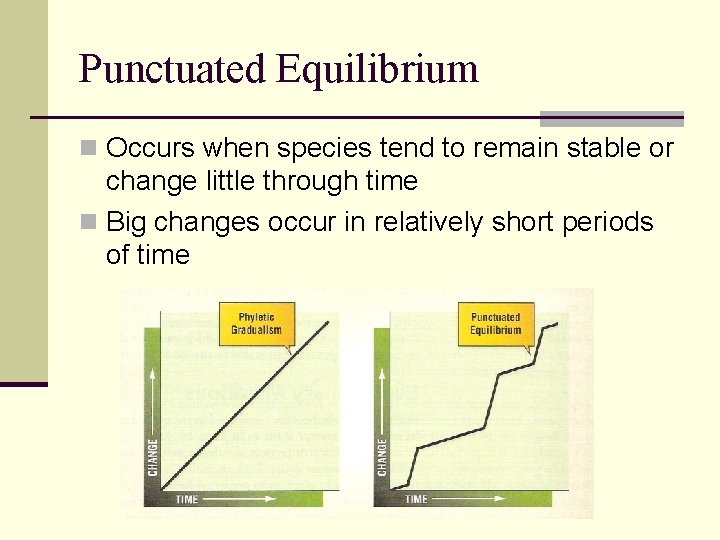 Punctuated Equilibrium n Occurs when species tend to remain stable or change little through
