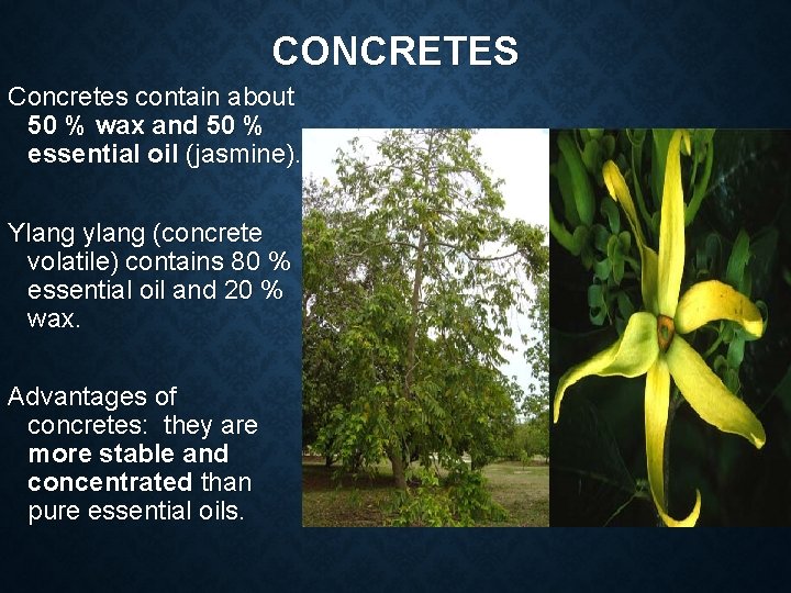 CONCRETES Concretes contain about 50 % wax and 50 % essential oil (jasmine). Ylang