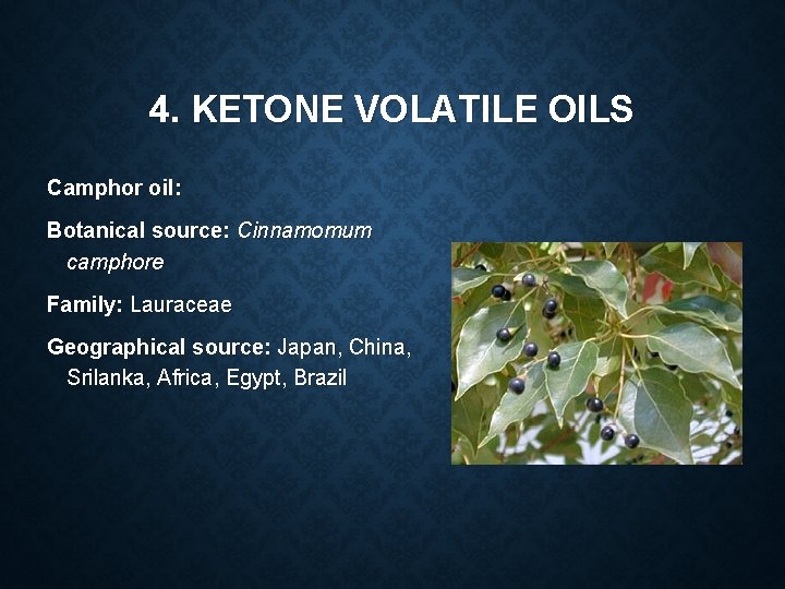 4. KETONE VOLATILE OILS Camphor oil: Botanical source: Cinnamomum camphore Family: Lauraceae Geographical source: