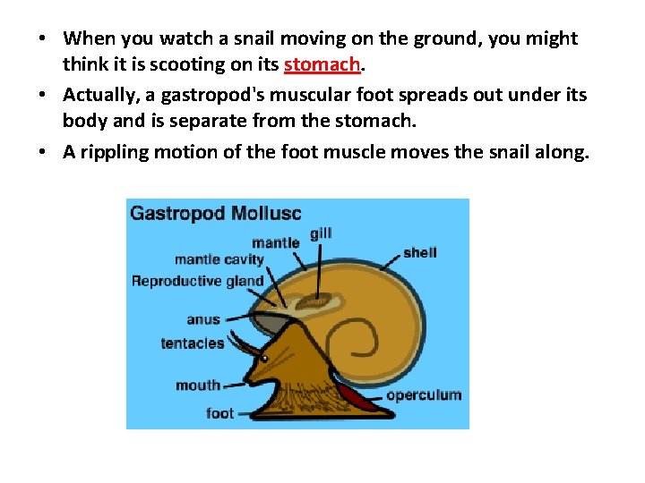  • When you watch a snail moving on the ground, you might think