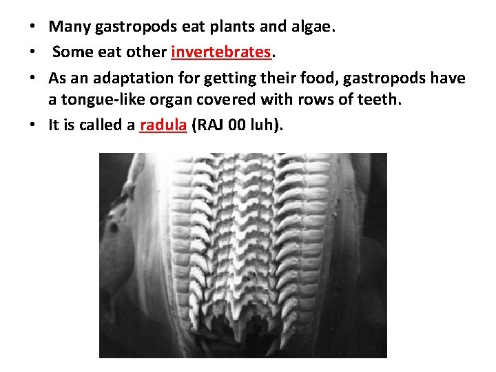  • Many gastropods eat plants and algae. • Some eat other invertebrates. •