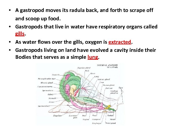  • A gastropod moves its radula back, and forth to scrape off and