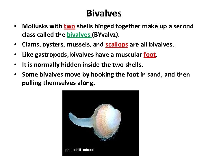 Bivalves • Mollusks with two shells hinged together make up a second class called