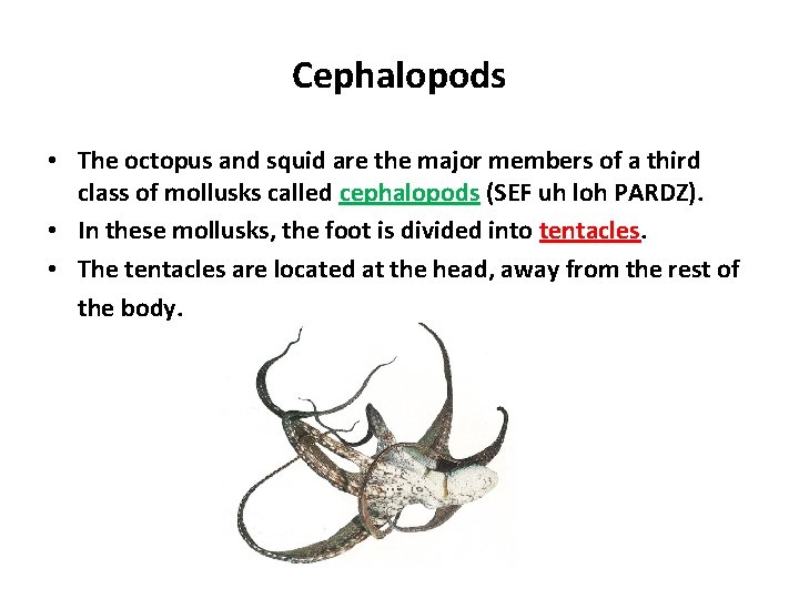 Cephalopods • The octopus and squid are the major members of a third class