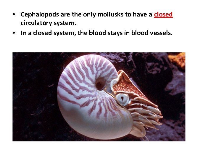  • Cephalopods are the only mollusks to have a closed circulatory system. •