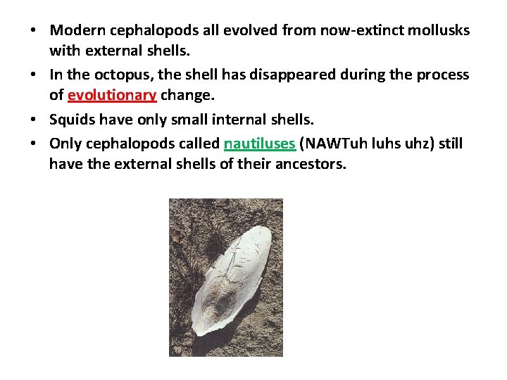  • Modern cephalopods all evolved from now-extinct mollusks with external shells. • In