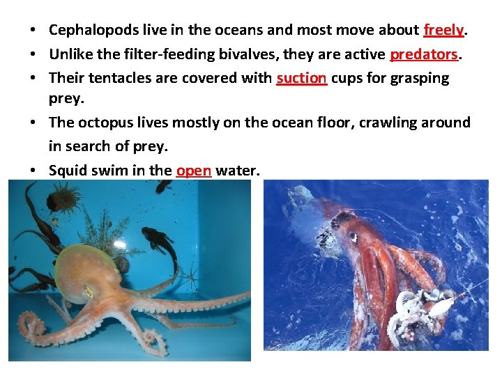 • Cephalopods live in the oceans and most move about freely. • Unlike