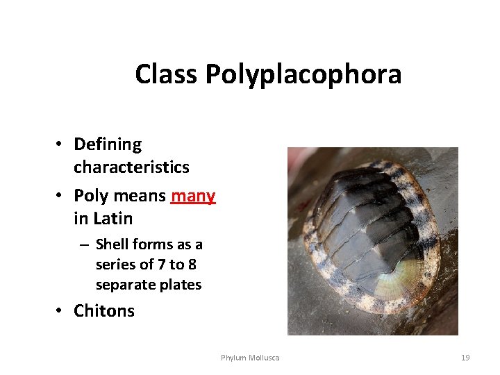 Class Polyplacophora • Defining characteristics • Poly means many in Latin – Shell forms