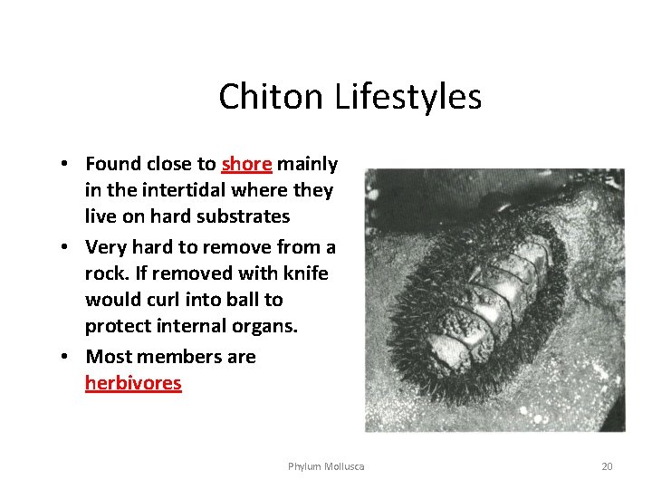 Chiton Lifestyles • Found close to shore mainly in the intertidal where they live