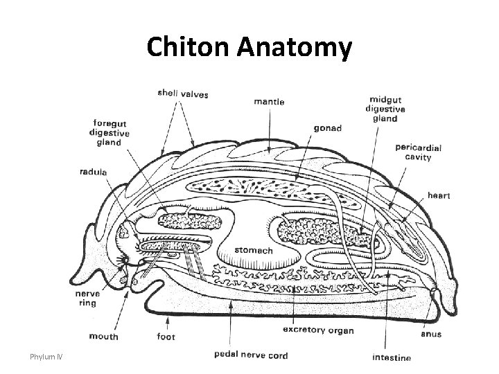 Chiton Anatomy Phylum Mollusca 21 