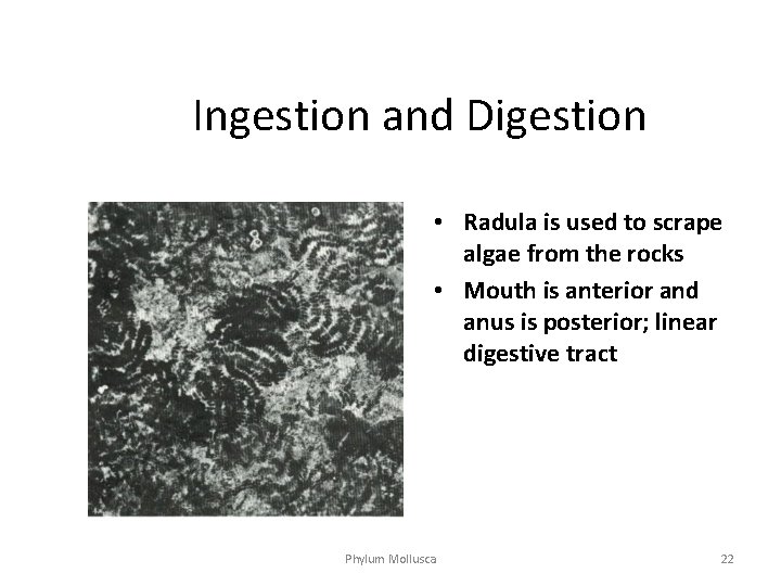 Ingestion and Digestion • Radula is used to scrape algae from the rocks •