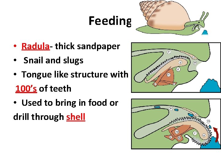 Feeding • Radula- thick sandpaper • Snail and slugs • Tongue like structure with