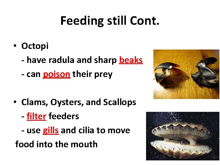 Feeding still Cont. • Octopi - have radula and sharp beaks - can poison