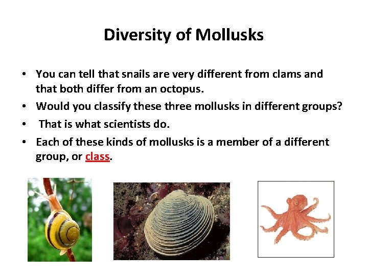 Diversity of Mollusks • You can tell that snails are very different from clams