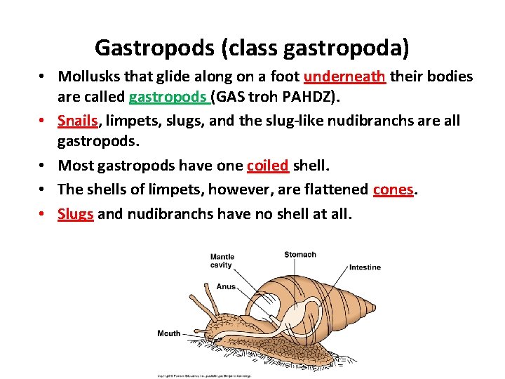 Gastropods (class gastropoda) • Mollusks that glide along on a foot underneath their bodies