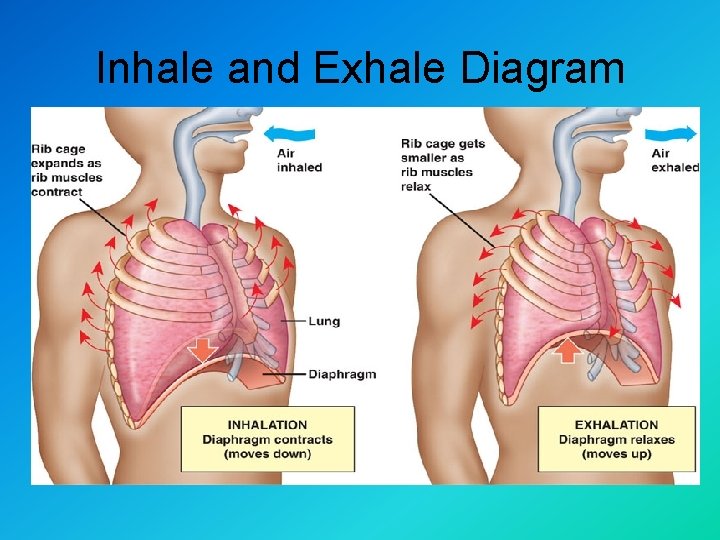 Inhale and Exhale Diagram 