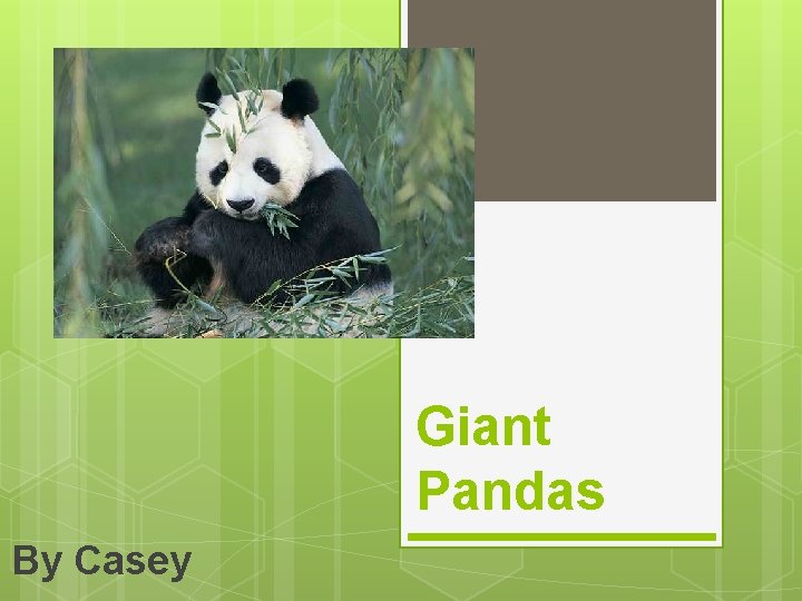 Giant Pandas By Casey 
