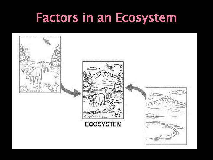 Factors in an Ecosystem 