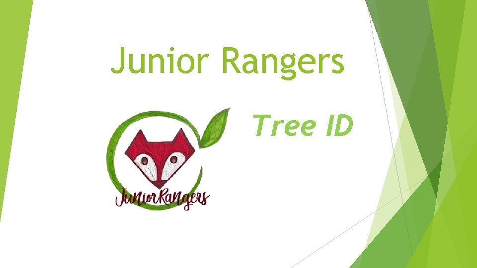 Junior Rangers Tree ID The Castle Crowning Glory
