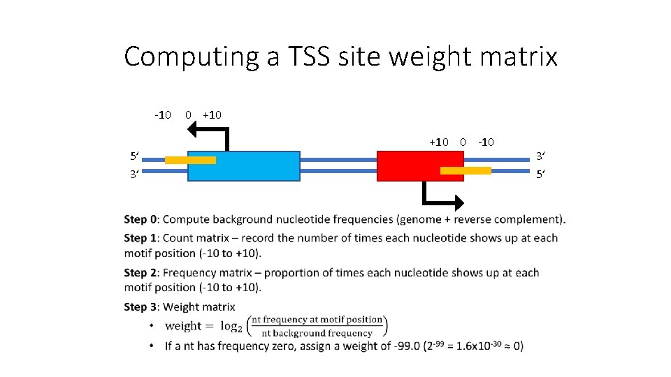 Computing a TSS site weight matrix -10 5’ 3’ 0 +10 0 -10 3’