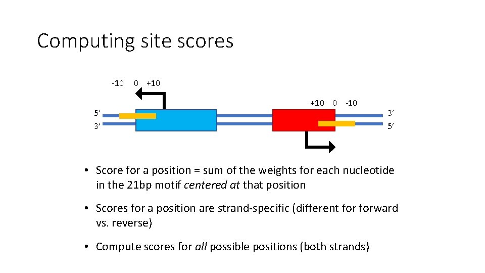 Computing site scores -10 5’ 3’ 0 +10 0 -10 3’ 5’ • Score