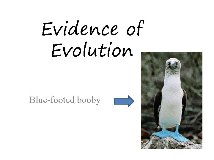 Evidence of Evolution Blue-footed booby 