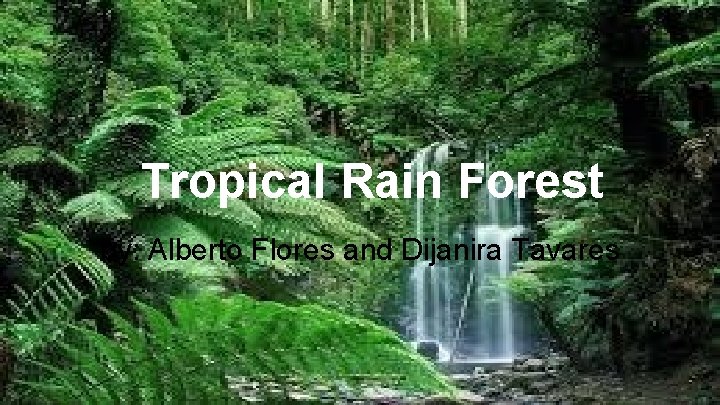 Tropical Rain Forest by: Alberto Flores and Dijanira Tavares 