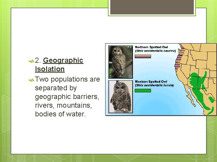  2. Geographic Isolation Two populations are separated by geographic barriers, rivers, mountains, bodies