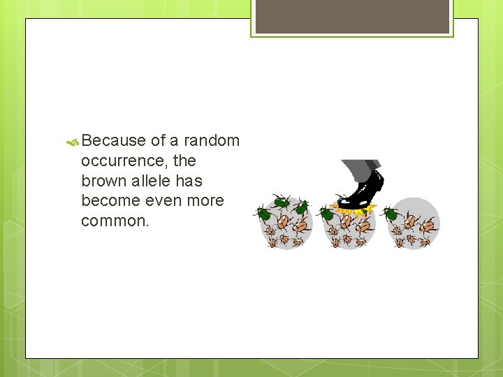  Because of a random occurrence, the brown allele has become even more common.
