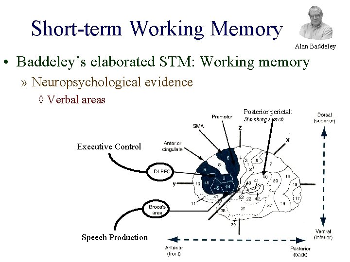 Short-term Working Memory Alan Baddeley • Baddeley’s elaborated STM: Working memory » Neuropsychological evidence