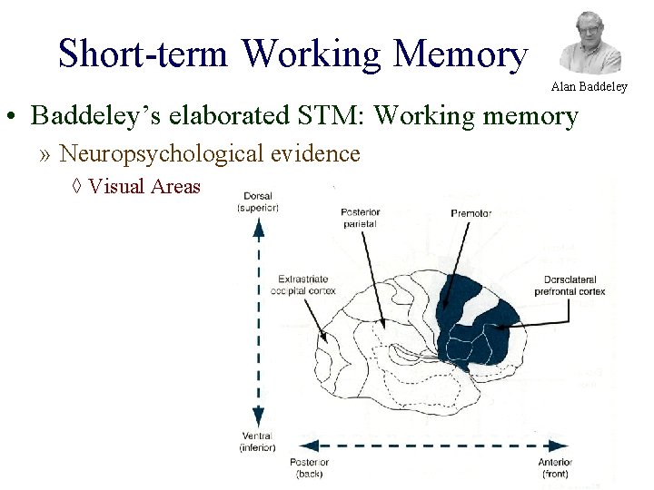 Short-term Working Memory Alan Baddeley • Baddeley’s elaborated STM: Working memory » Neuropsychological evidence