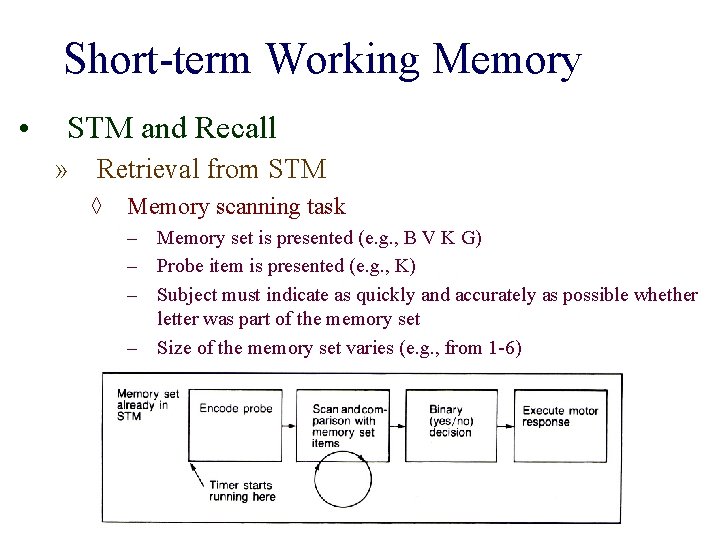 Short-term Working Memory • STM and Recall » Retrieval from STM ◊ Memory scanning