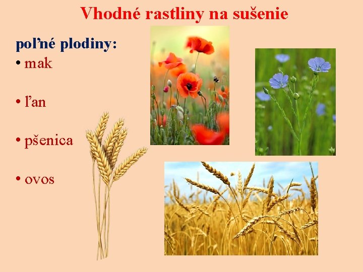 Vhodné rastliny na sušenie poľné plodiny: • mak • ľan • pšenica • ovos