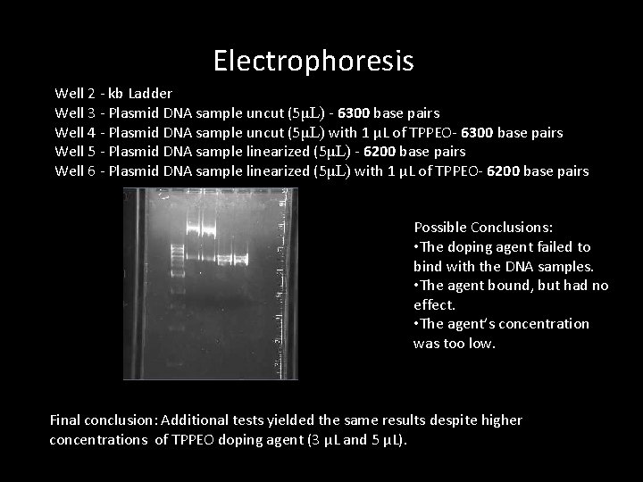 Electrophoresis Well 2 - kb Ladder Well 3 - Plasmid DNA sample uncut (5μL)