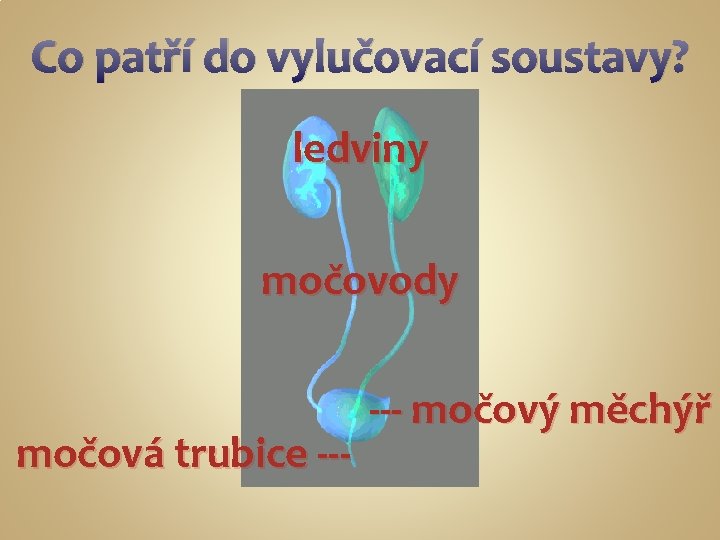 Co patří do vylučovací soustavy? ledviny močovody močová trubice --- močový měchýř 