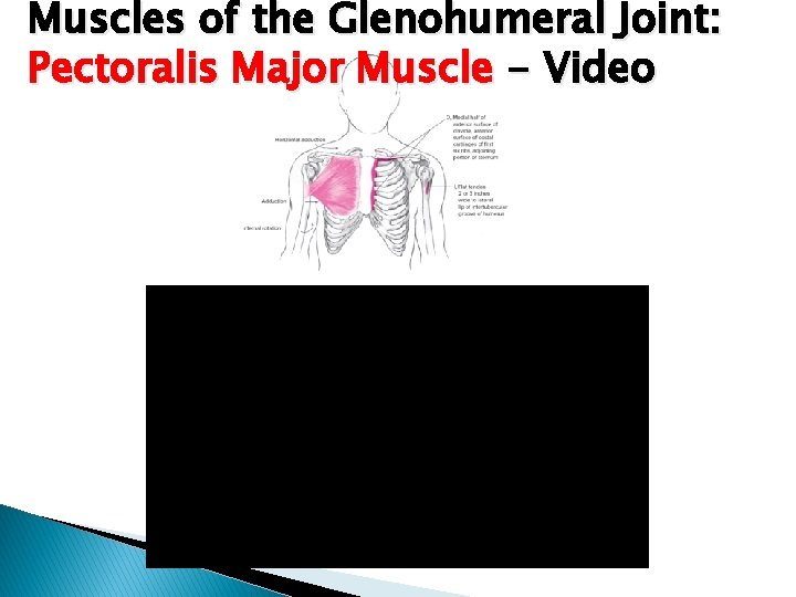 HESS 510 Chapter 5 The Shoulder Joint PPT