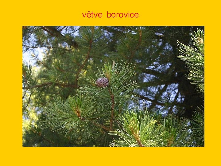 větve borovice 