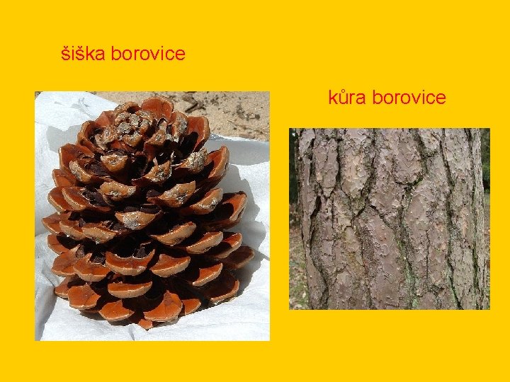 šiška borovice kůra borovice 