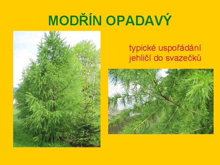 MODŘÍN OPADAVÝ typické uspořádání jehličí do svazečků 