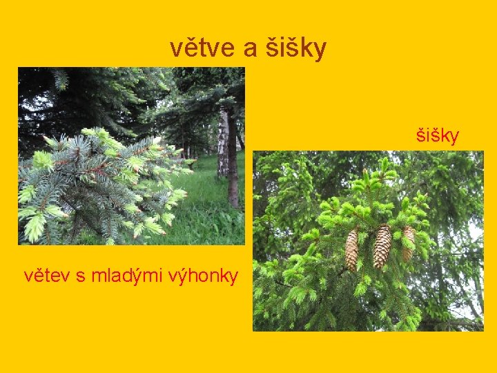 větve a šišky větev s mladými výhonky 