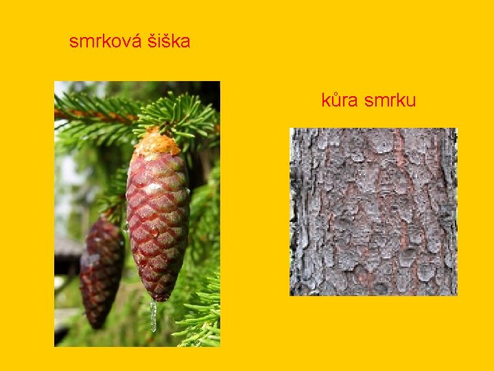 smrková šiška kůra smrku 