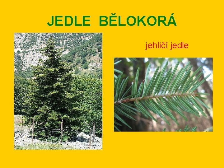 JEDLE BĚLOKORÁ jehličí jedle 