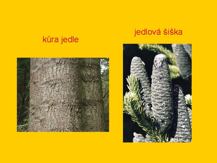 kůra jedle jedlová šiška 