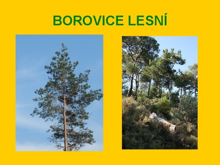 BOROVICE LESNÍ 