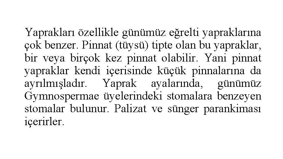 Yaprakları özellikle günümüz eğrelti yapraklarına çok benzer. Pinnat (tüysü) tipte olan bu yapraklar, bir